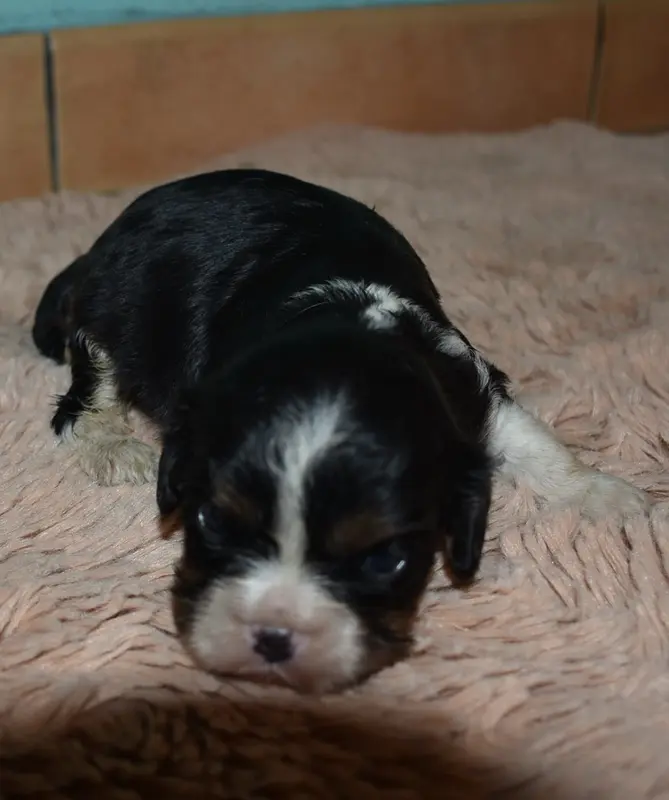 male tricolore, Cavalier King Charles, élevage De la Combe Berail
