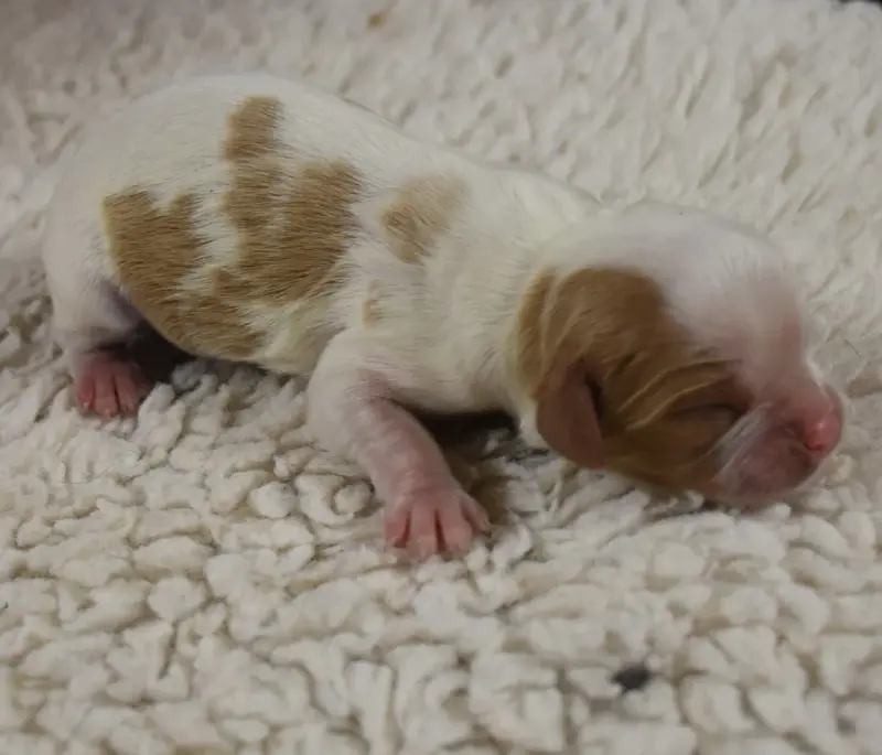 Portée de Cavalier King Charles, élevage De la Combe Berail