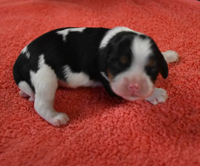 Portée de Cavalier King Charles, élevage De la Combe Berail