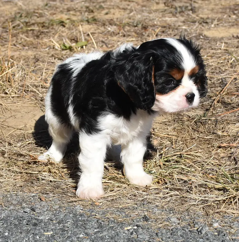 BOUNTY male tricolore, Cavalier King Charles, élevage De la Combe Berail