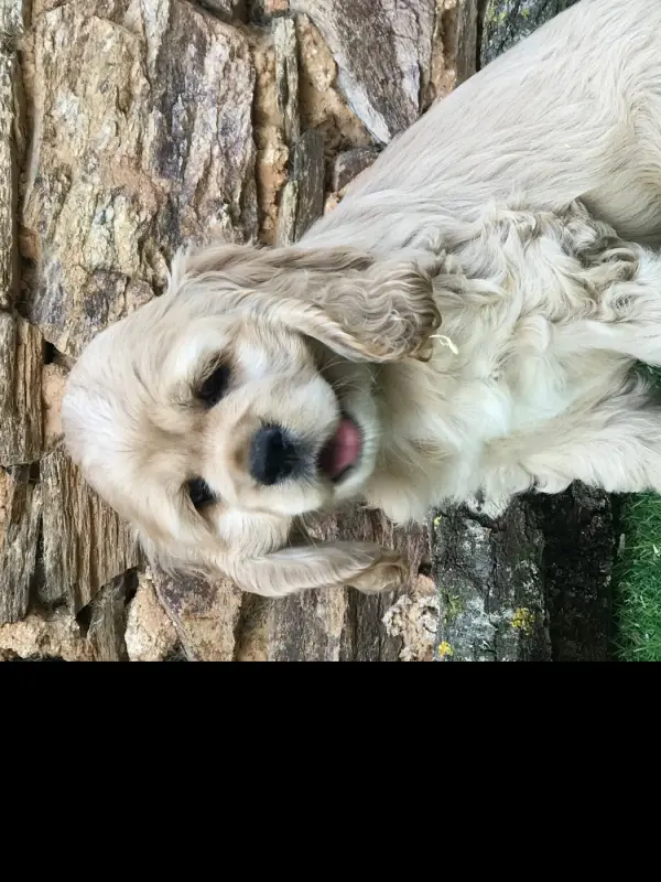 Blondine. FEMELLE BLONDE, Cocker américain, élevage Of Caniland's Dream
