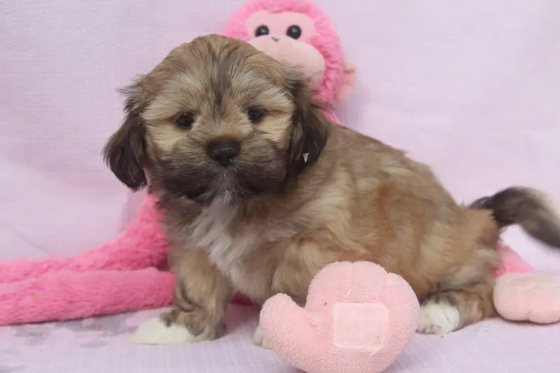 Portée de Lhassa apso, élevage Of Caniland's Dream