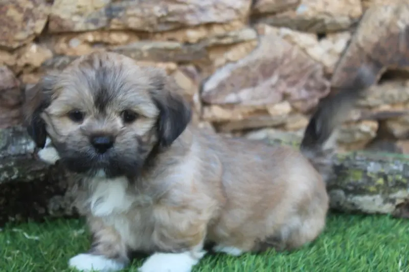Chiot, Lhassa apso, élevage Of Caniland's Dream