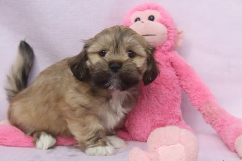 Portée de Lhassa apso, élevage Of Caniland's Dream