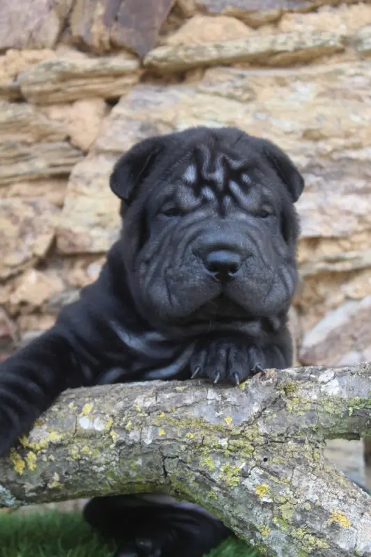 Femelle Noire, Shar-pei, élevage Of Caniland's Dream