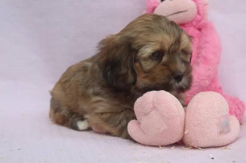 Portée de Lhassa apso, élevage Of Caniland's Dream