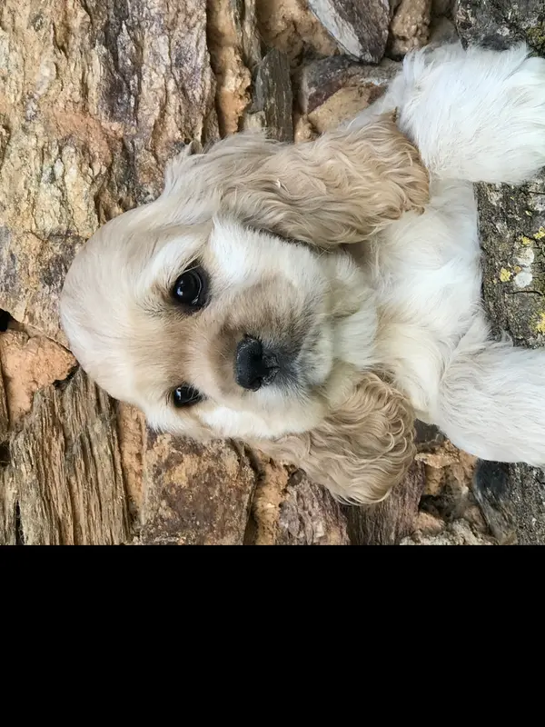 Bonnie. FEMELLE BLONDE, Cocker américain, élevage Of Caniland's Dream