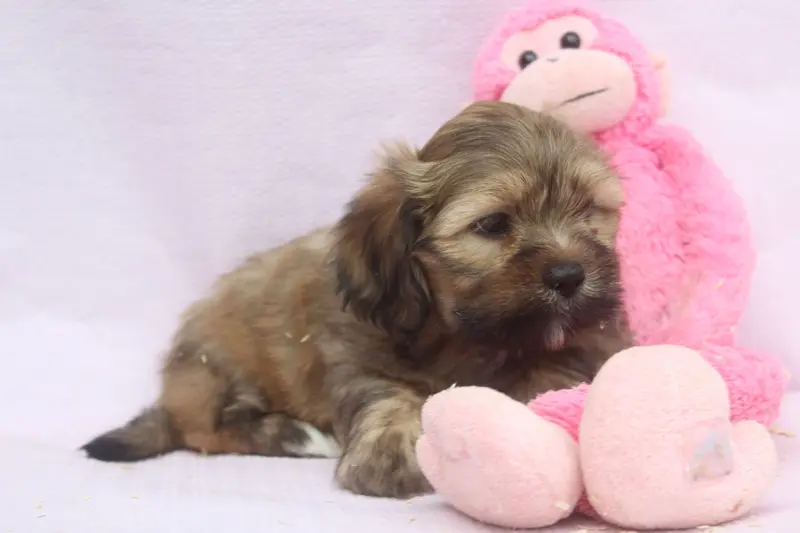 Portée de Lhassa apso, élevage Of Caniland's Dream