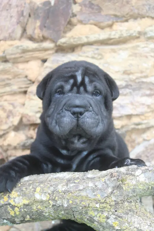 Male Noir, Shar-pei, élevage Of Caniland's Dream