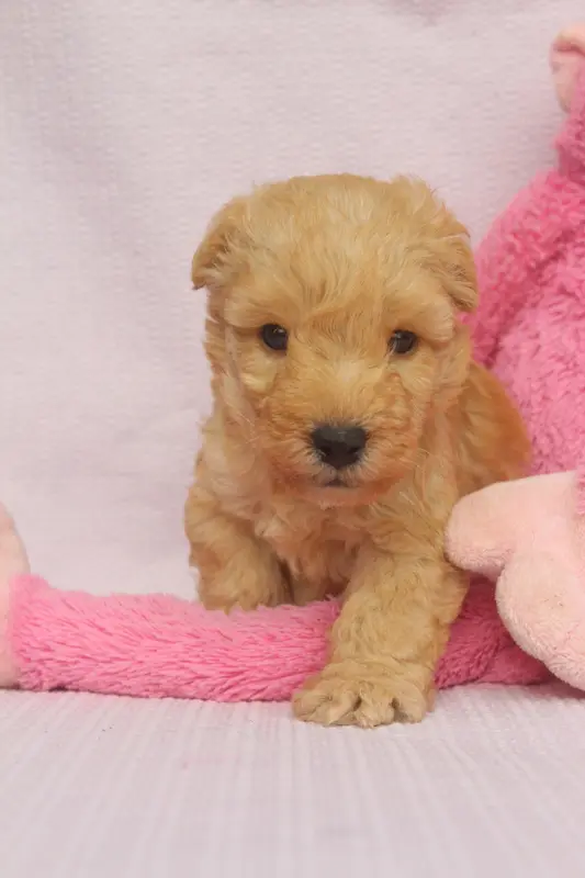 Male Fauve, Lakeland terrier, élevage Of Caniland's Dream