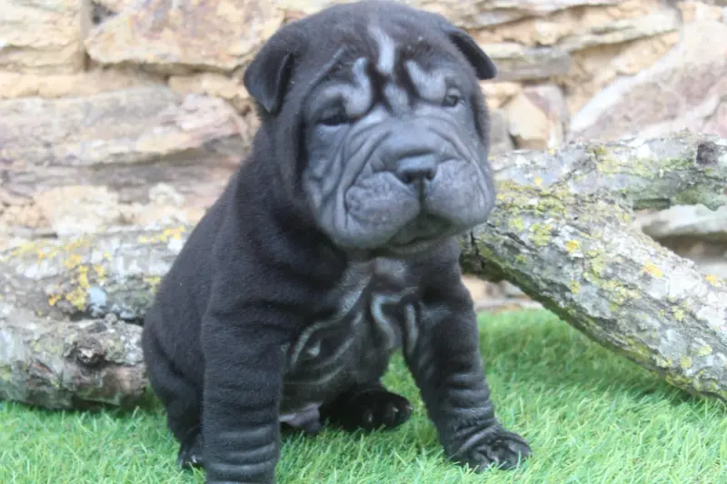 Male Noir, Shar-pei, élevage Of Caniland's Dream