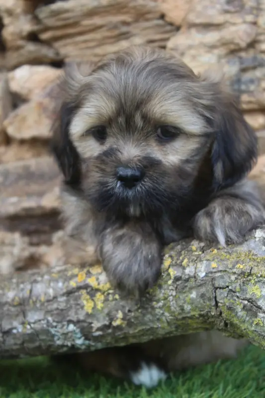 Bhumi Male, Lhassa apso, élevage Of Caniland's Dream