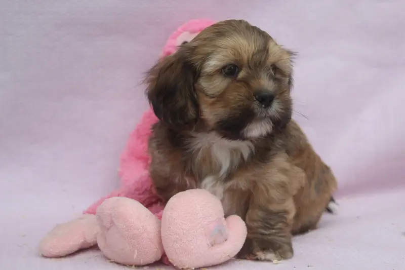 Portée de Lhassa apso, élevage Of Caniland's Dream
