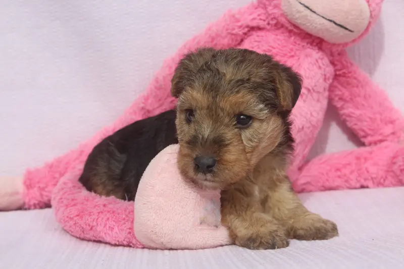 Portée de Lakeland terrier, élevage Of Caniland's Dream