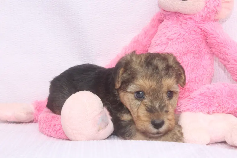 Portée de Lakeland terrier, élevage Of Caniland's Dream