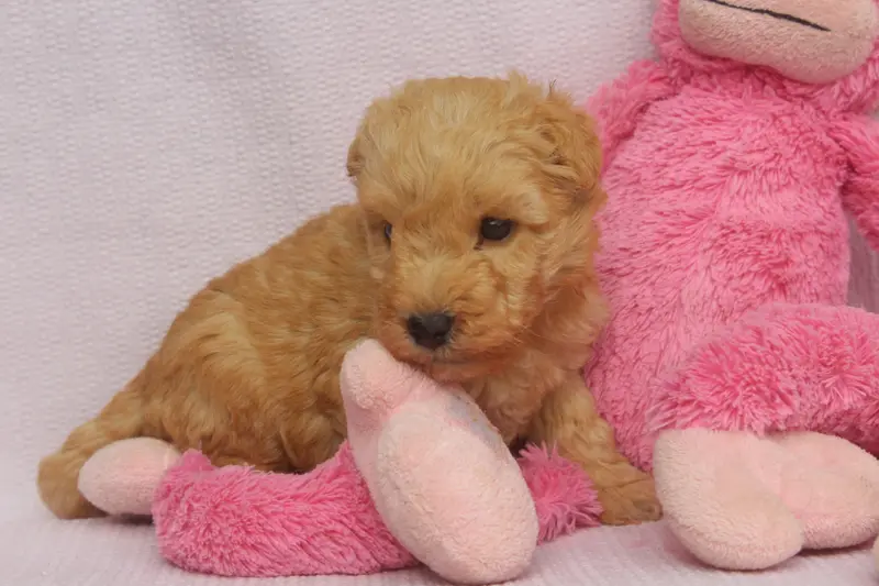 Portée de Lakeland terrier, élevage Of Caniland's Dream