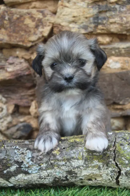 Portée de Lhassa apso, élevage Of Caniland's Dream
