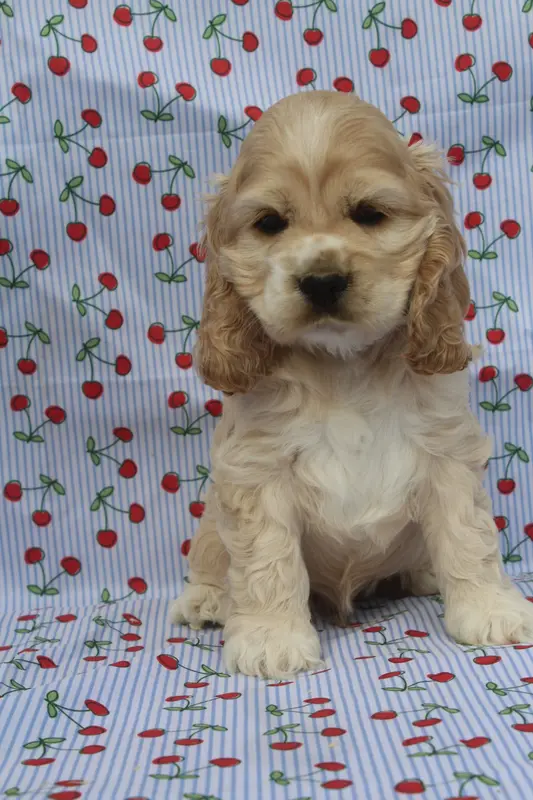 Male Blond, Cocker américain, élevage Of Caniland's Dream