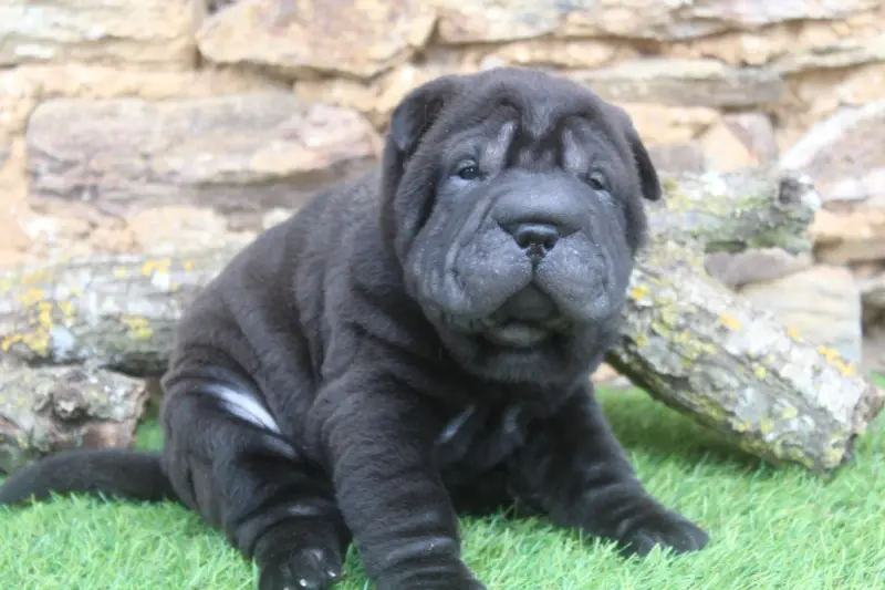 FEMELLE NOIRE REFET doré, Shar-pei, élevage Of Caniland's Dream