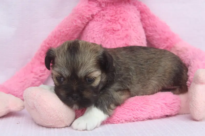 Portée de Lhassa apso, élevage Of Caniland's Dream