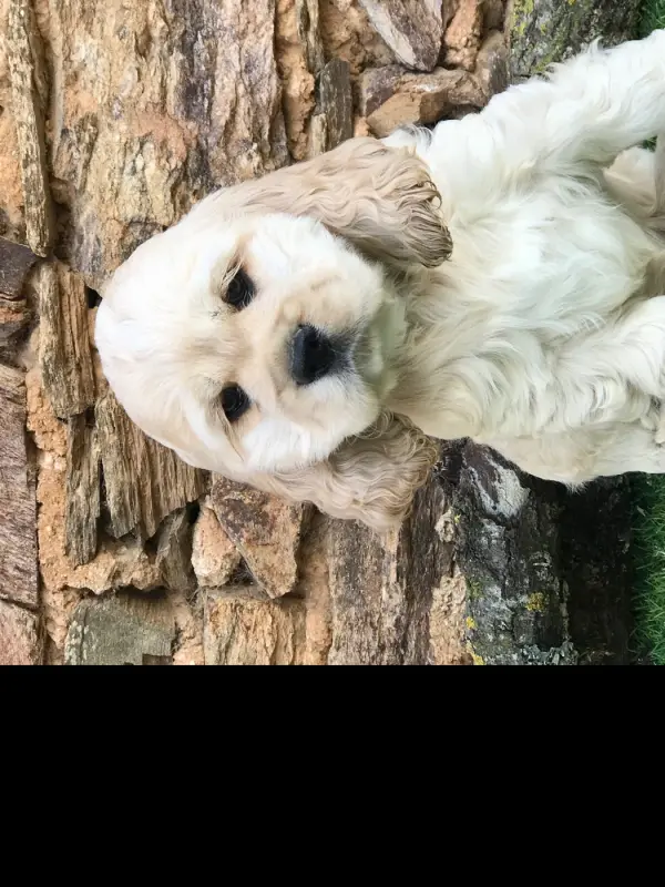Boby MALE BLOND, Cocker américain, élevage Of Caniland's Dream