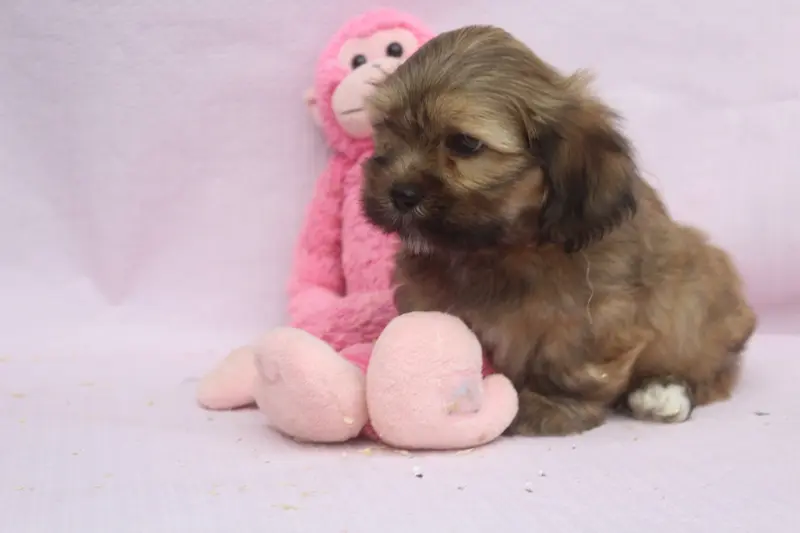 Portée de Lhassa apso, élevage Of Caniland's Dream