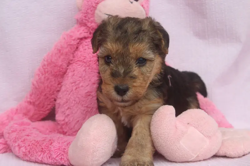 Male Noir Et Feu, Lakeland terrier, élevage Of Caniland's Dream
