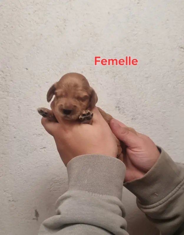 Chiot, Cocker anglais, élevage Des Bois de la Bro