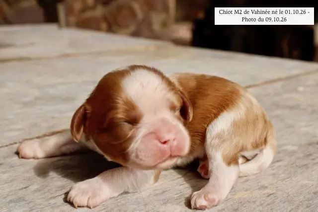 Portée de Cavalier King Charles, élevage De la Bastide du Jas de Jeromes