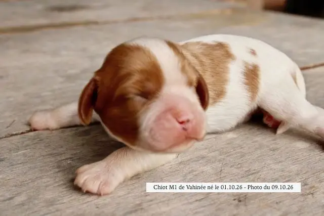 Portée de Cavalier King Charles, élevage De la Bastide du Jas de Jeromes