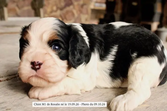 M1 de ROSALIE, Cavalier King Charles, élevage De la Bastide du Jas de Jeromes