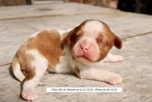 M2 de VAHINEE, Cavalier King Charles, élevage De la Bastide du Jas de Jeromes