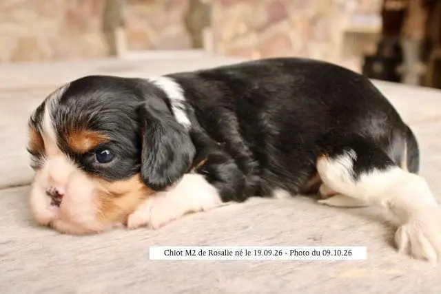 M2 de ROSALIE, Cavalier King Charles, élevage De la Bastide du Jas de Jeromes