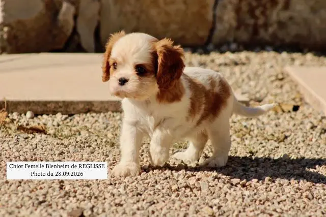 Photo de l'élevage De la Bastide du Jas de Jeromes
