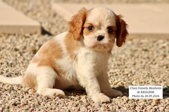 Portée de Cavalier King Charles, élevage De la Bastide du Jas de Jeromes