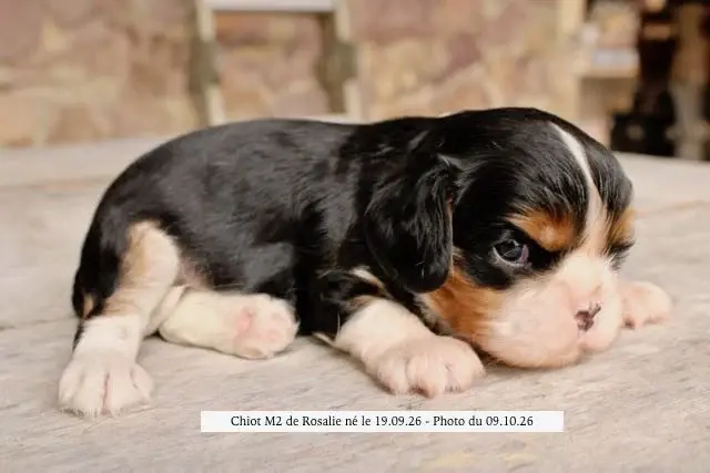 Portée de Cavalier King Charles, élevage De la Bastide du Jas de Jeromes