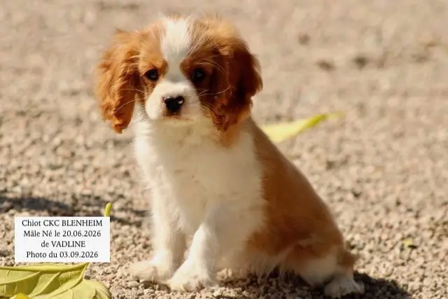 M1 Vadline, Cavalier King Charles, élevage De la Bastide du Jas de Jeromes