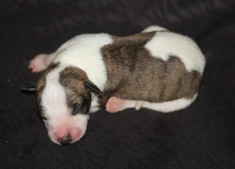 Portée de Whippet, élevage De Tetiaroa
