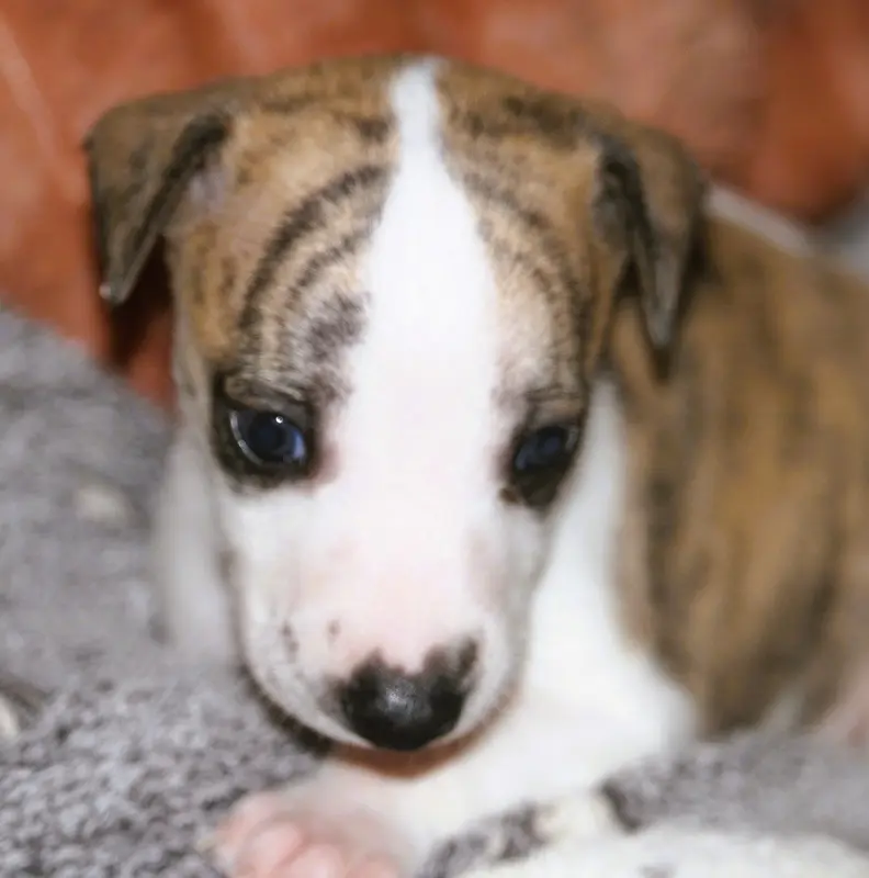 Portée de Whippet, élevage De Tetiaroa