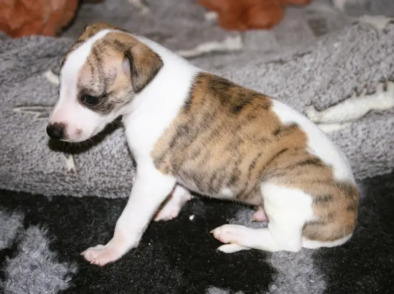 Bowie, Whippet, élevage De Tetiaroa