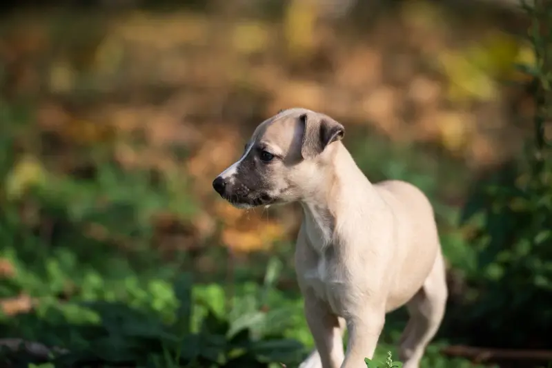 Beyanda - F5, Whippet, élevage Du Domaine de la Poiriere