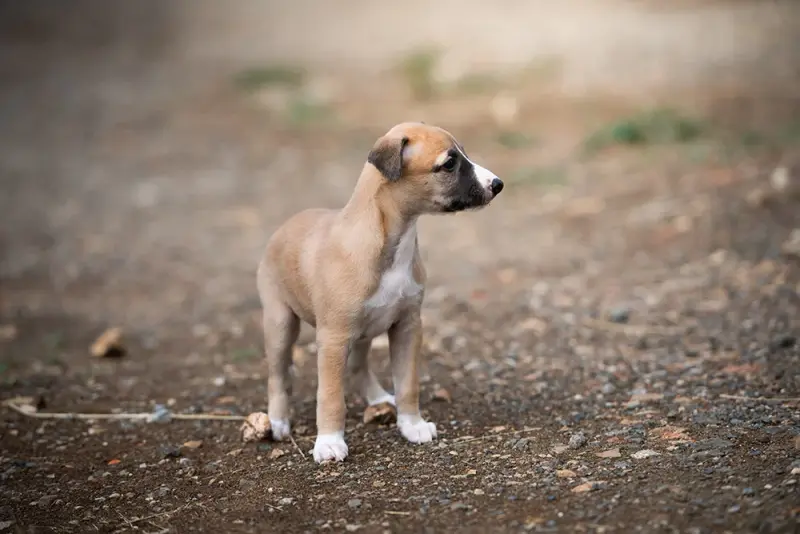 Bellagio - M1, Whippet, élevage Du Domaine de la Poiriere