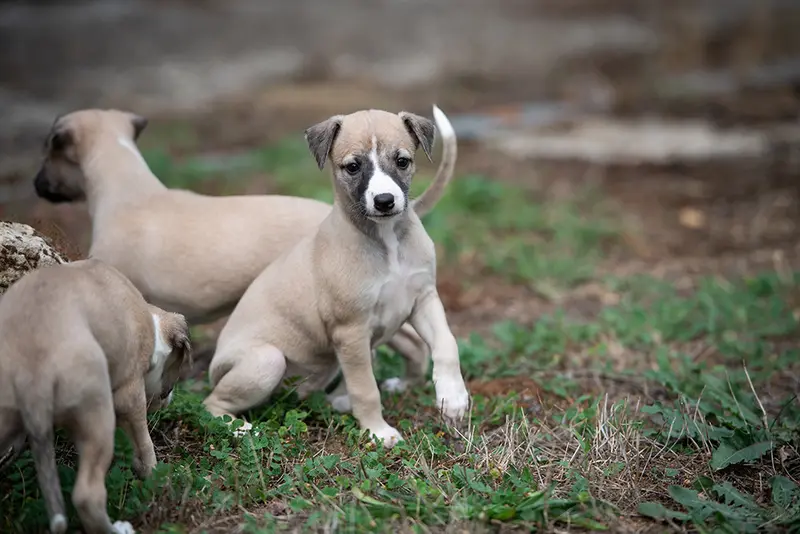 Bellatrixx - F1, Whippet, élevage Du Domaine de la Poiriere