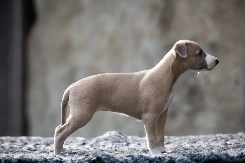 Baviera - F2, Whippet, élevage Du Domaine de la Poiriere