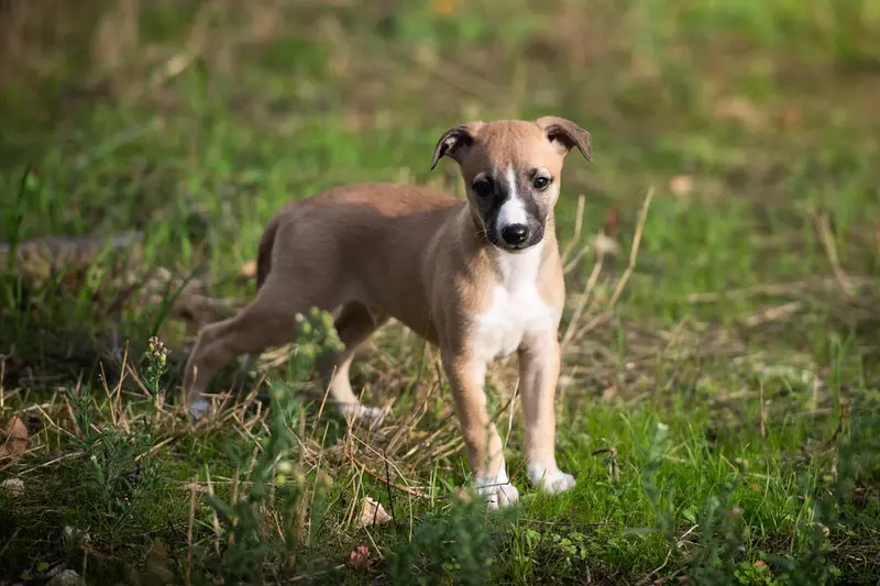 Portée de Whippet, élevage Du Domaine de la Poiriere