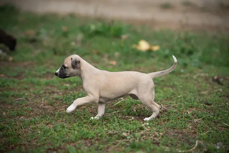Portée de Whippet, élevage Du Domaine de la Poiriere