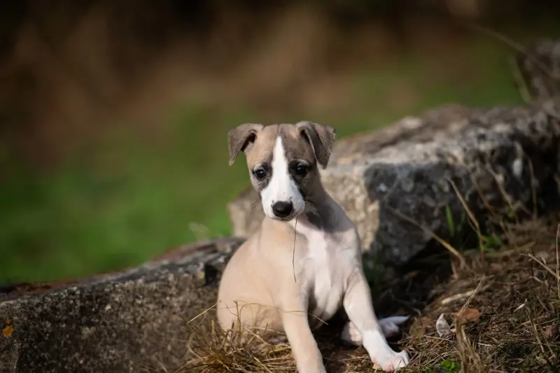 Belize - F3, Whippet, élevage Du Domaine de la Poiriere