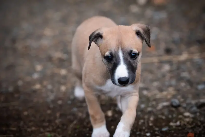 Portée de Whippet, élevage Du Domaine de la Poiriere