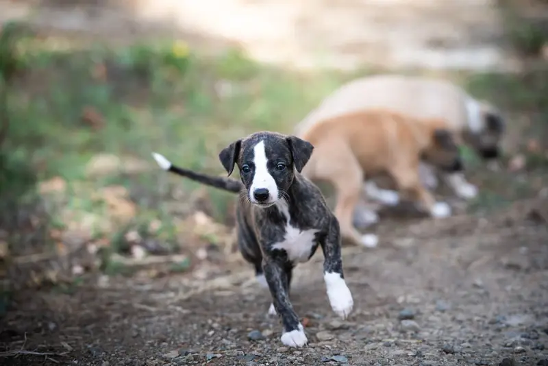 Bella Donna - F4, Whippet, élevage Du Domaine de la Poiriere