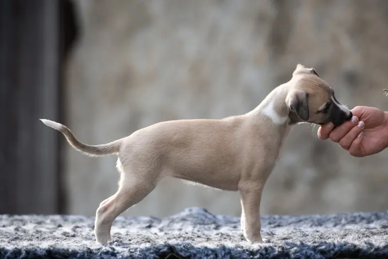 Portée de Whippet, élevage Du Domaine de la Poiriere